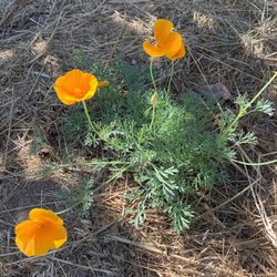 A few poppies left.