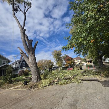 R & R Hauling - 70 ft maple tree service omaha - Demolition Services Near Me - Omaha, Nebraska R & R Hauling - 70 ft maple tree service omaha - Demolition Services Near Me - Omaha, Nebraska