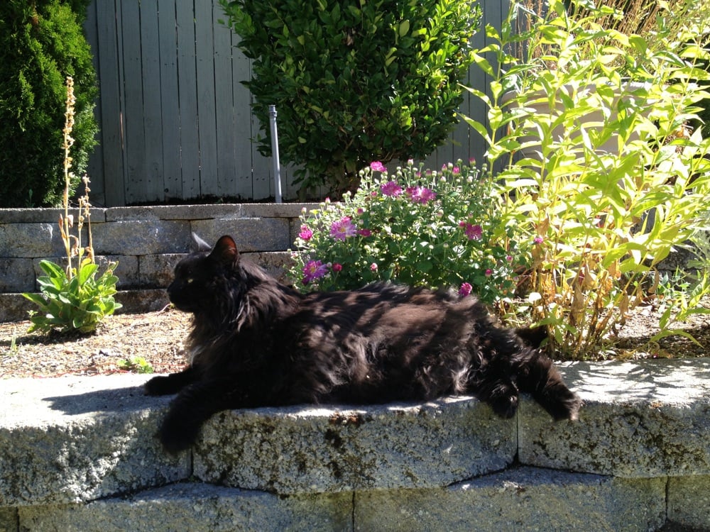 Uncle Bill's Pet Grooming In Your Home