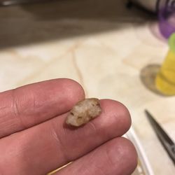 Four Season Kitchen - Not a bone, or anything edible, a ROCK!