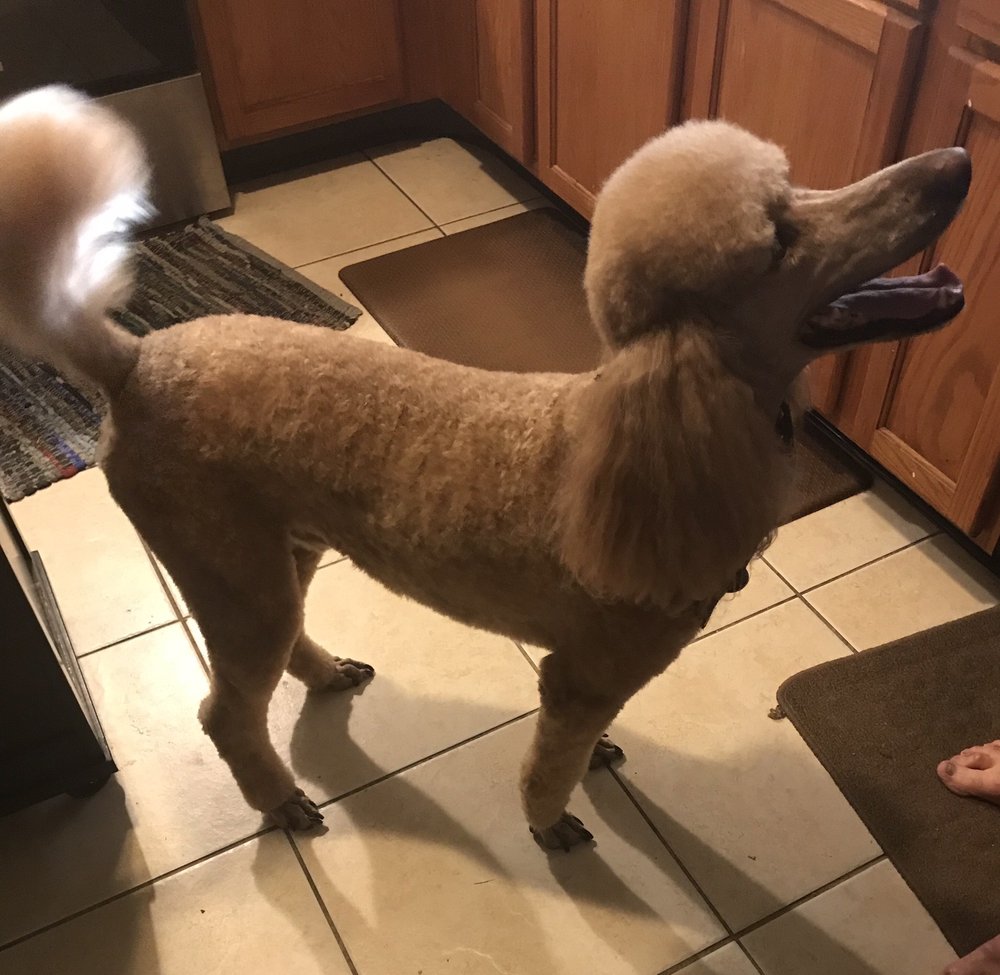 MUDDY MUTTS MOBILE DOG GROOMING Updated September 2024 177 Photos