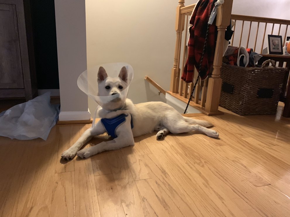 URBANA PET CARE Updated August 2024 25 Photos Urbana, Maryland