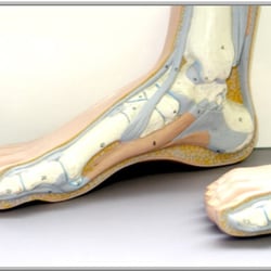 Thomas Barbaro, DPM