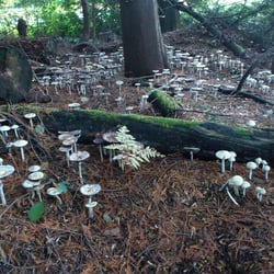 Vancouver Mycological Society