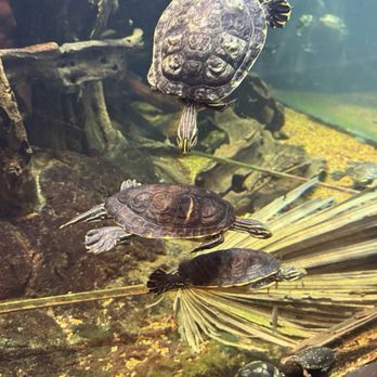 Tennessee Aquarium - Aquariums Near Me - Chattanooga, Tennessee Tennessee Aquarium - Aquariums Near Me - Chattanooga, Tennessee