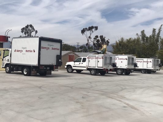 Harry's Berries by null