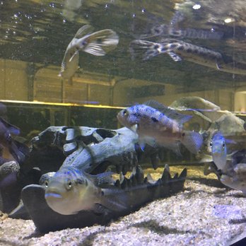 Vienna Aquarium & Pets - Cool cichlid tank - Aquariums Near Me - Leesburg, Virginia Vienna Aquarium & Pets - Cool cichlid tank - Aquariums Near Me - Leesburg, Virginia