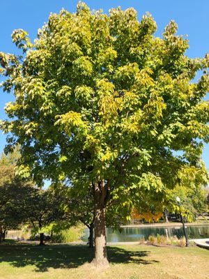 Goodale Park by null