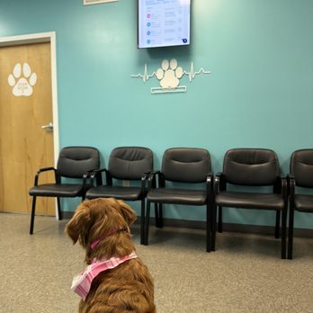 Delmarva Animal Emergency Center - Waiting area - Veterinarians Near Me - Dover, Delaware Delmarva Animal Emergency Center - Waiting area - Veterinarians Near Me - Dover, Delaware