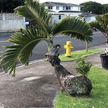 Kendall Landscape Services - Red Bottle Palm .. our children & g'children have all taken their 1st day of school photo's on this sweetheart. So many amazing memories .. - Landscaping Near Me - Honolulu, Hawaii Kendall Landscape Services - Red Bottle Palm .. our children & g'children have all taken their 1st day of school photo's on this sweetheart. So many amazing memories .. - Landscaping Near Me - Honolulu, Hawaii