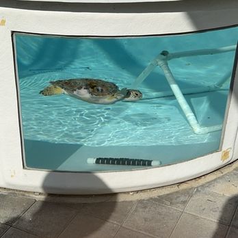 Loggerhead Marinelife Center - Community Service/Non-Profit Near Me - Juno Beach, Florida