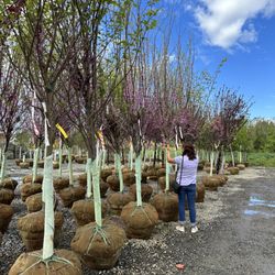 Colesville Nursery
