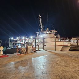 Wharf cat Wharf cat