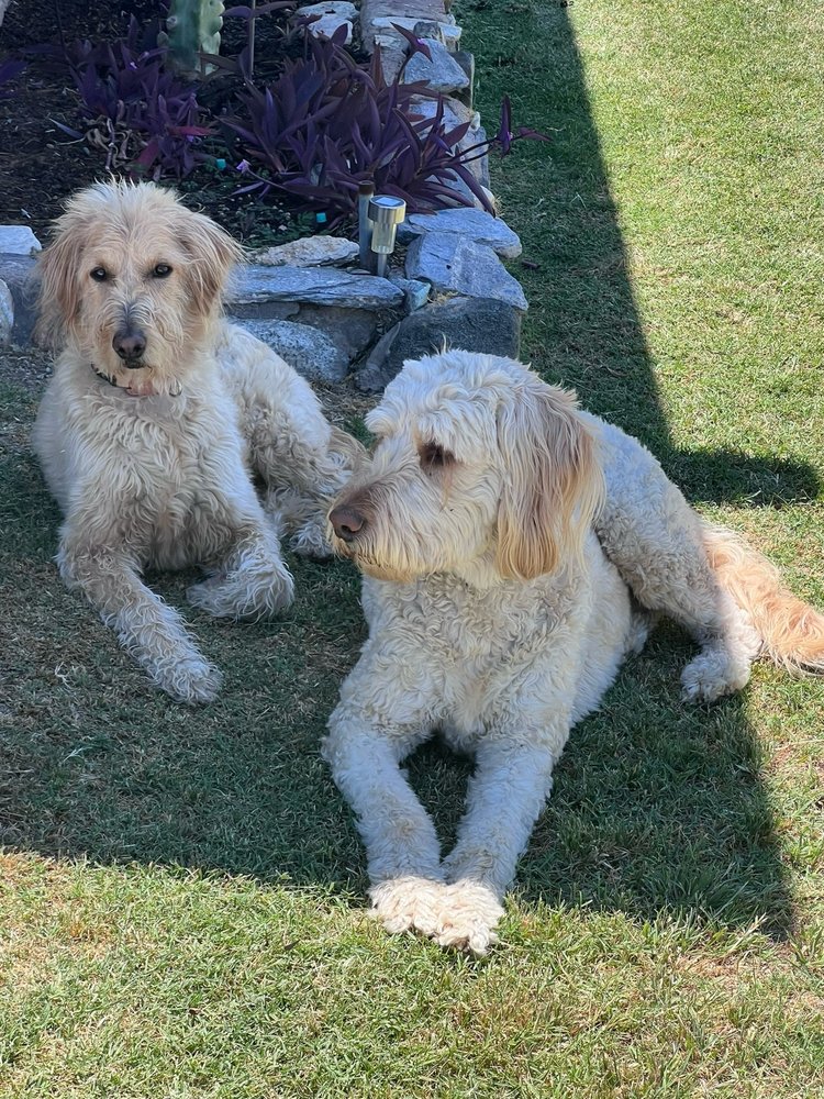 GOOBER PET DIRECT Updated October 2024 49 Reviews 8615 N 78th Ave