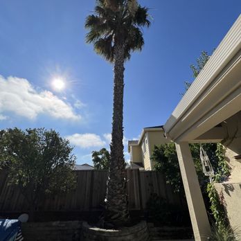 JMV Tree Service - Before - Tree Services Near Me - Hayward, California JMV Tree Service - Before - Tree Services Near Me - Hayward, California