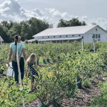 Ever After Farms Blueberry Farm - Pick Your Own Farms Near Me - Mims, Florida Ever After Farms Blueberry Farm - Pick Your Own Farms Near Me - Mims, Florida