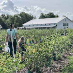 Ever After Farms Blueberry Farm