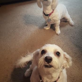Camp Run-A-Mutt - Stella and Lucy love Run-A-Mutt!! - Pet Sitting Near Me - Chula Vista, California