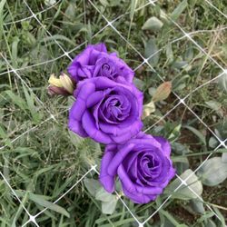 Best Berry Farm - These look like purple roses but are Lizianthus!