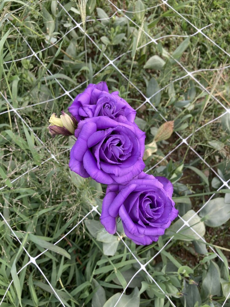 BEST BERRY FARM Updated August 2024 1078 Best Rd, East Greenbush