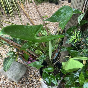 Bloom Garden Shop - Nurseries & Gardening Near Me - Tampa, Florida