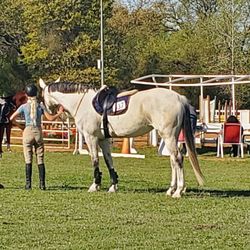 Hidden Lake Farm - Beautiful Grey that jumped as well as it posed.