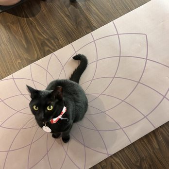 Pounce Cat Cafe - Pet Adoption Near Me - Charleston, South Carolina