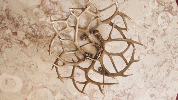 The Antlers Inn by null