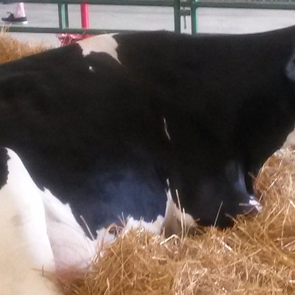 Oakland County Fair - Festivals Near Me - Davisburg, Michigan Oakland County Fair - Festivals Near Me - Davisburg, Michigan
