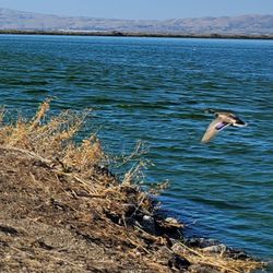 Sunnyvale Bay Trail - Flying ducks
