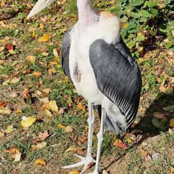 Marabu