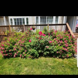McKinney Landscaping