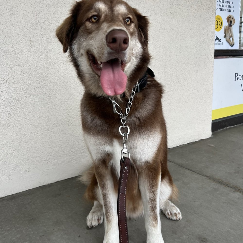 Scenthound Escondido - So clean! - Pet Groomers Near Me - Escondido, California Scenthound Escondido - So clean! - Pet Groomers Near Me - Escondido, California