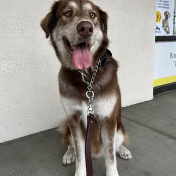 Scenthound Escondido - So clean! - Pet Groomers Near Me - Escondido, California