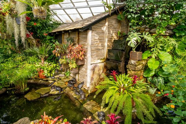 Allan Gardens Conservatory by null