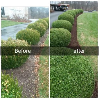 Green Lawn and Tree Services - before and after - Tree Services Near Me Green Lawn and Tree Services - before and after - Tree Services Near Me