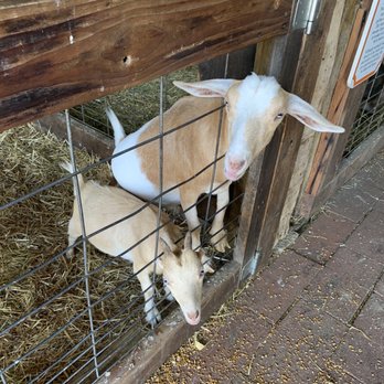 Nelis' Dutch Village - Goats! - Amusement Parks Near Me - Holland, Michigan Nelis' Dutch Village - Goats! - Amusement Parks Near Me - Holland, Michigan