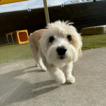 PetSuites Cave Creek - Carly Doggie at play - Pet Boarding Near Me - Cave Creek, Arizona PetSuites Cave Creek - Carly Doggie at play - Pet Boarding Near Me - Cave Creek, Arizona