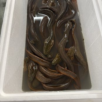 RD International Market - Live eels - Food Court Near Me - Jacksonville, Florida RD International Market - Live eels - Food Court Near Me - Jacksonville, Florida
