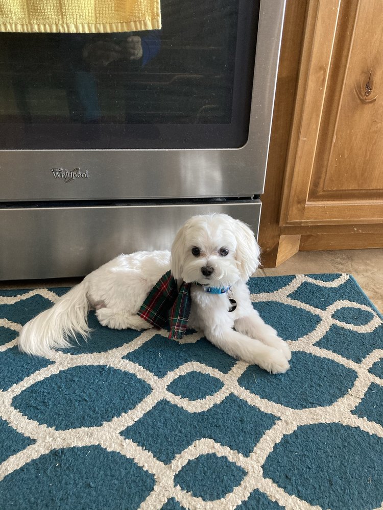 BRISBANE VETERINARY SERVICES Updated October 2024 14105 Earthworks Dr, Smithville, Missouri