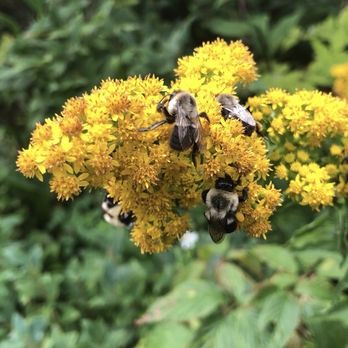 Craggy Gardens - Busy bees feasting along the path - Hiking Near Me - Black Mountain, North Carolina