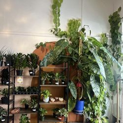 Stem Rochester