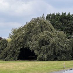 Bellinter House - 250+- year old extinct Weeping Willow tree