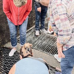 Capilano Salmon Hatchery - Watching the salmon fight the current
