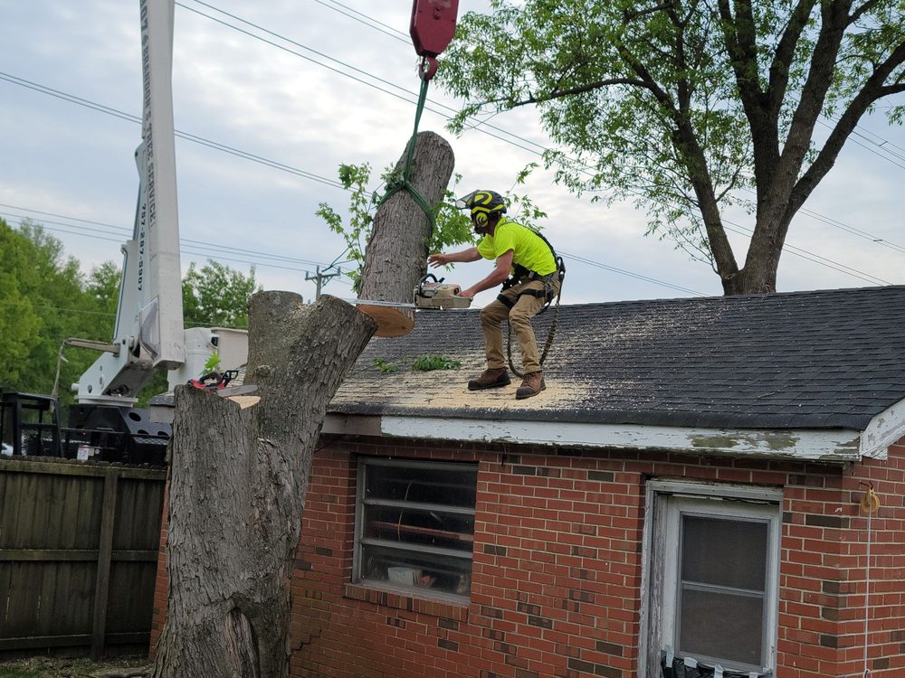 Brandon's Tree Service - tree service in Chesapeake, VA