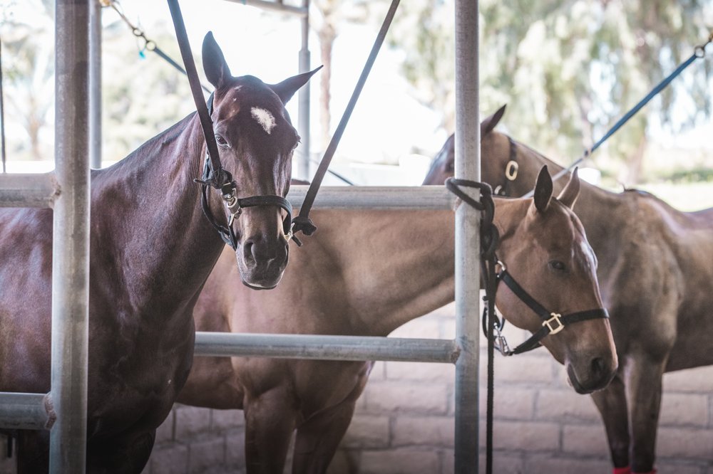Rancho Polo Equestrian Center - equestrian in Thermal, CA