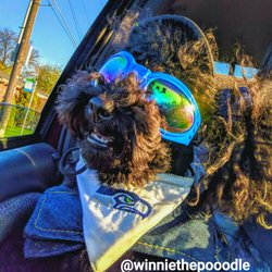 vca peone pines animal hospital