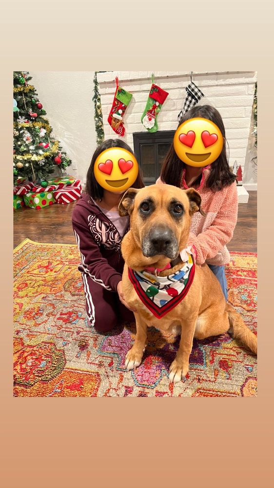 LISA’S PET STYLES, Turlock, California 420 E Olive Ave Updated