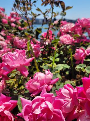 Lake Merritt by null