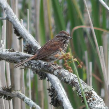 Skagit Wildlife Area - Why hello there little brown bird. - Parks Near Me - Mount Vernon, Washington Skagit Wildlife Area - Why hello there little brown bird. - Parks Near Me - Mount Vernon, Washington